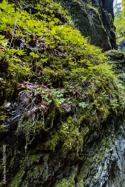Fototapeta Das moos neben den Engpass Partnachklamm in Deutschland