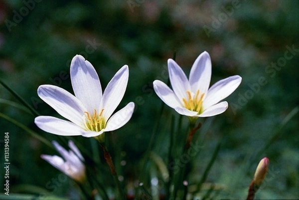 Obraz Zephyranthes candida - Rain Lily Blooming
