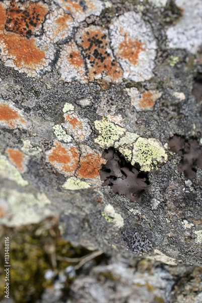 Fototapeta Encrusted lichen on rock - Caloplaca allociza