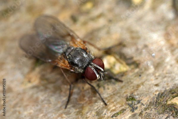 Fototapeta Delia radicum - cabbage fly - cabbage root fly - root fly - turnip fly