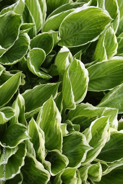 Fototapeta Hosta albomarginata - Plantain lily - Asparagaceae
