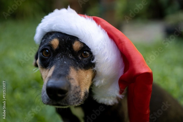 Obraz Preta Caramela de Natal