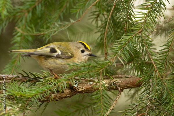 Fototapeta Tiny Goldcrest looking for food in the middle of Spruce branches on a spring day in a woodland in Estonia, Northern Europe