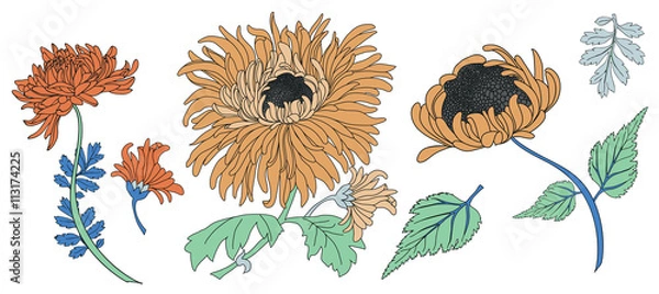 Fototapeta chrysanthemum vector element pack