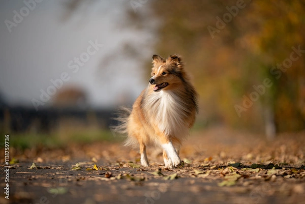 Obraz A playful Shetland Sheepdog happily trots along a leaf-strewn path, embodying the spirit of adventure and joy in the autumn air.