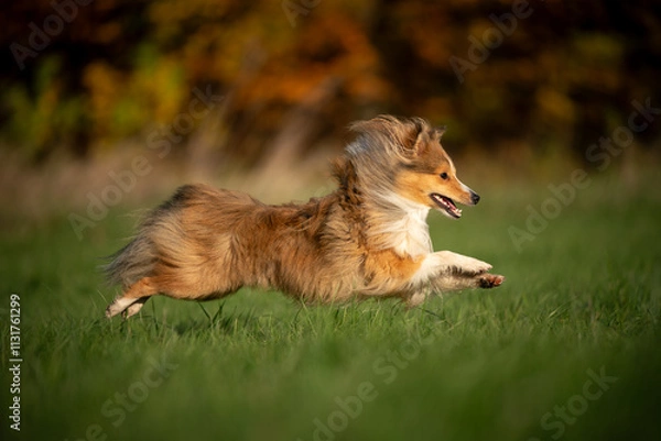 Obraz A spirited Shetland Sheepdog leaps gracefully across the vibrant green grass, embodying pure joy and playfulness in nature.