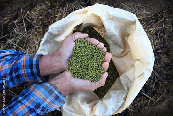 Obraz Hand holding green bean seeds
