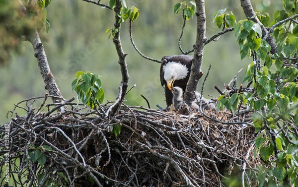 Obraz Bald Eagle feeding its Chick