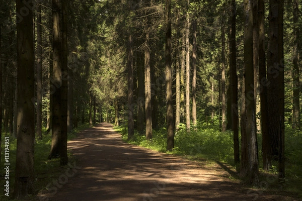 Fototapeta Лесная дорога.  Летний солнечный день.