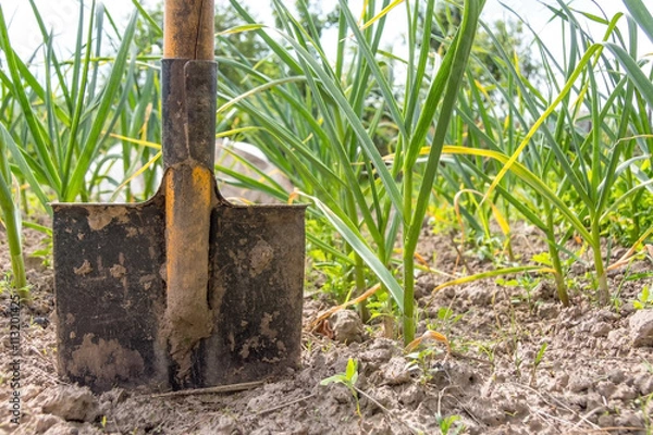 Obraz shovel in the ground in the vegetable garden, on a background of green onions