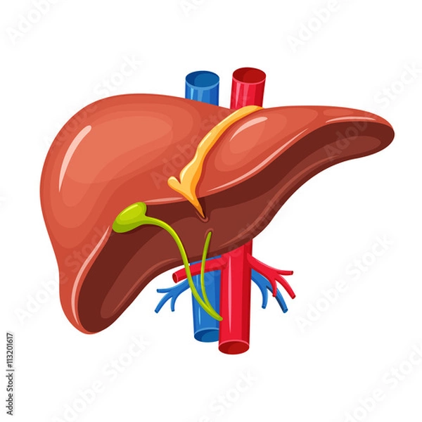 Obraz Human liver anatomy