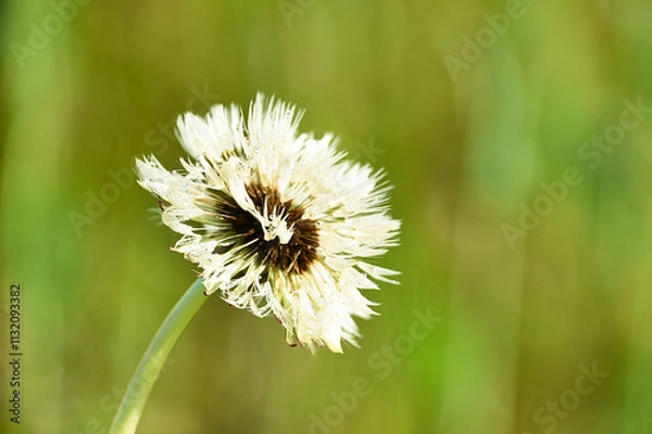 Obraz 雨上がりのタンポポ
