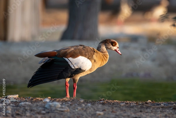 Fototapeta 
"Radiant Splendor: A Colorful Duck at Golden Hour"