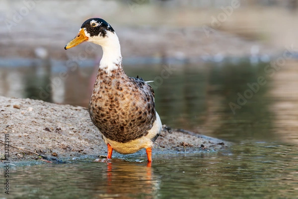 Fototapeta 
"Striking a Pose: The Graceful Duck"