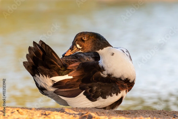 Fototapeta "Radiant Splendor: A Colorful Duck at Golden Hour"