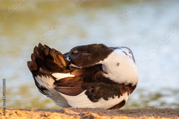 Fototapeta "Radiant Splendor: A Colorful Duck at Golden Hour"