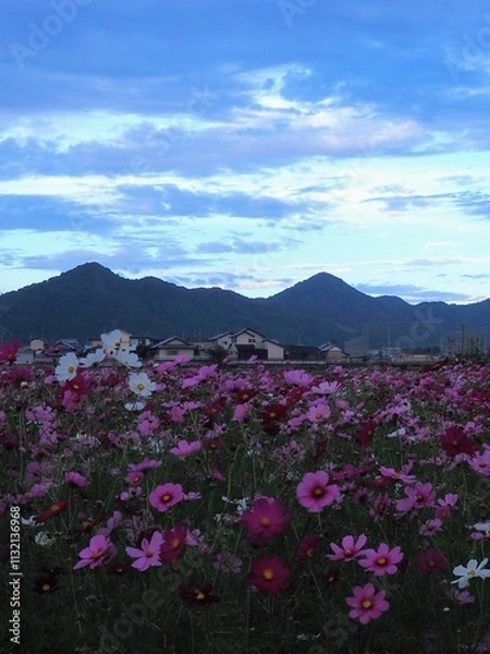 Obraz 三野町吉津のコスモス畑2024【香川県三豊市三野町吉津】16