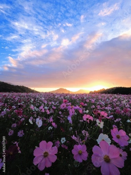 Obraz 三野町吉津のコスモス畑2024【香川県三豊市三野町吉津】8