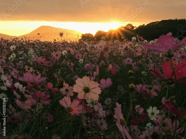 Obraz 三野町吉津のコスモス畑2024【香川県三豊市三野町吉津】