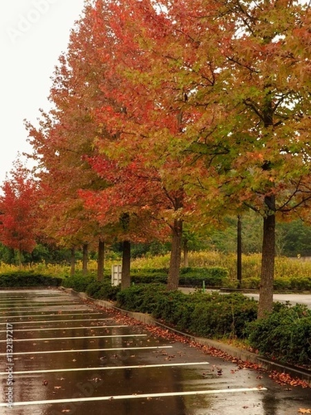 Fototapeta 国営讃岐まんのう公園の駐車場のモミジバフウ【香川県まんのう町】
