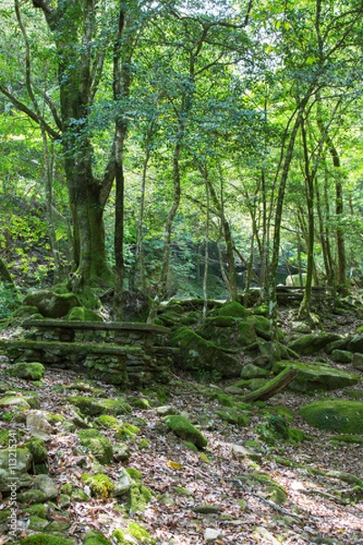 Fototapeta 愛媛県鬼北町　成川渓谷