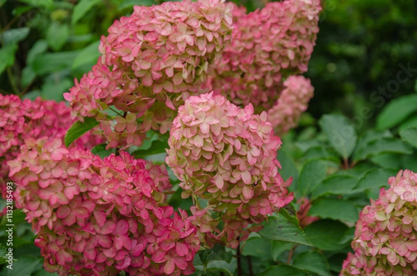 Fototapeta Hydrangea paniculata blooms beautifully in the garden, ornamental shrub for outdoor design