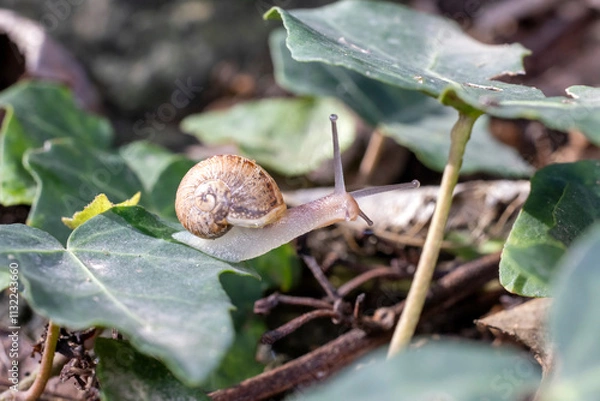 Obraz Small snail on ivy leaves