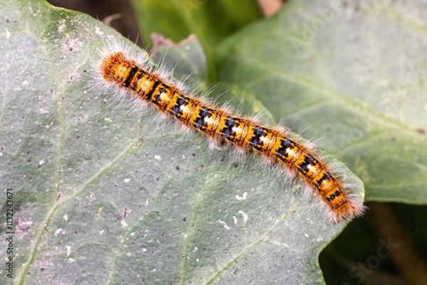 Obraz The Oak Eggar Moth caterpillar