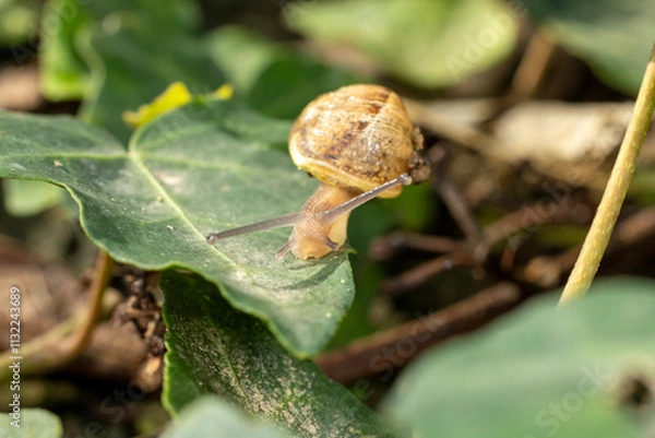 Obraz Small snail on ivy leaves
