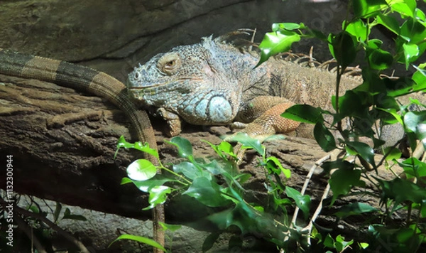 Fototapeta Iguane vert