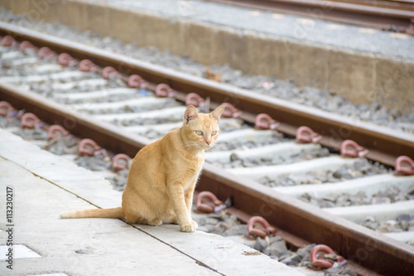Fototapeta cat sit near the railway train.