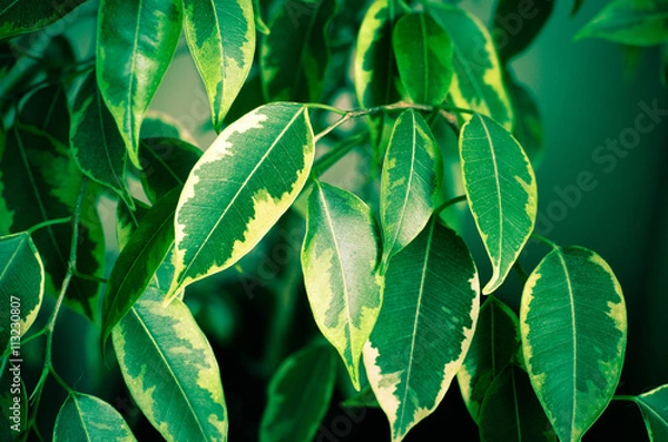 Fototapeta Abstract background with green leaves of Ficus on the tree
