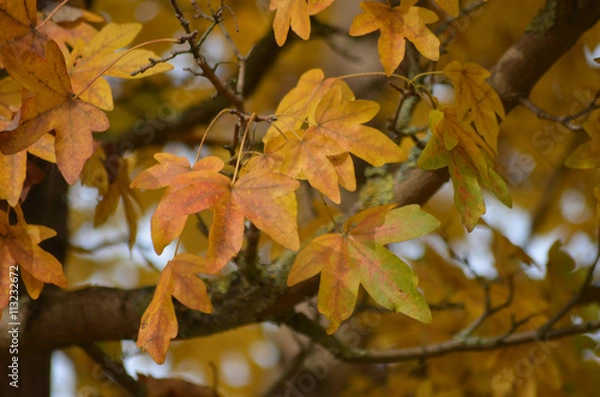 Obraz Orange and green autumn leaves of field maple, Acer campestre