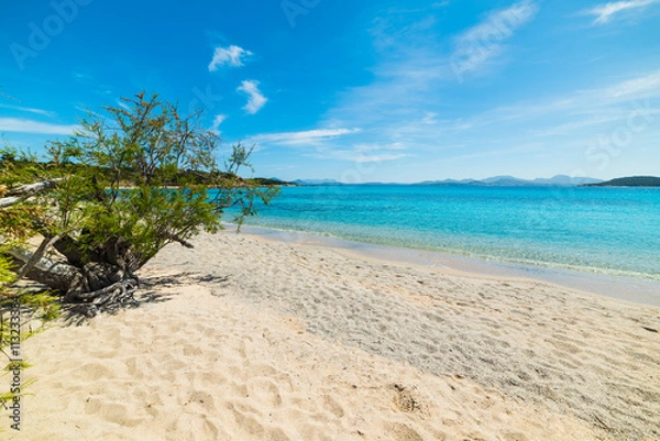 Fototapeta white sand and plants in La Celvia beach
