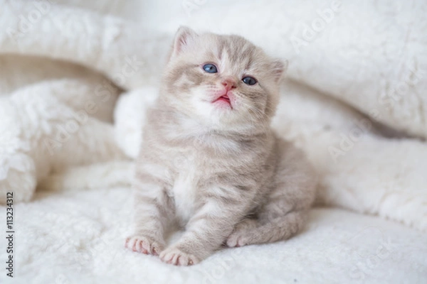 Fototapeta Little light lop-eared kitten with blue eyes on a fur mat