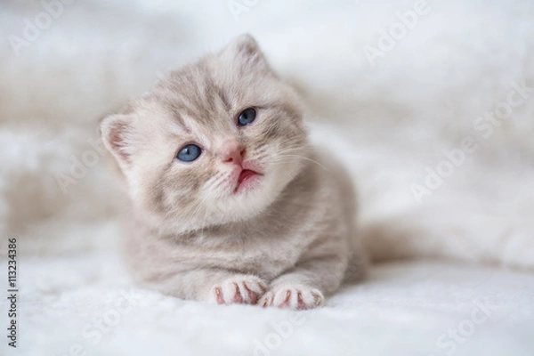 Obraz Little light lop-eared kitten with blue eyes on a fur mat