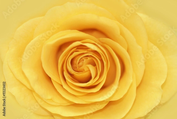 Obraz Yellow rose romantic background