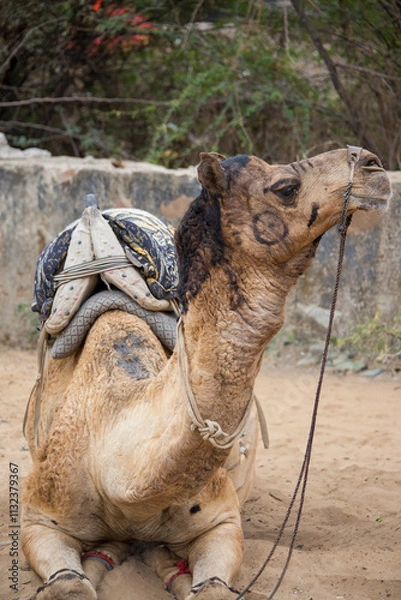 Obraz Camel with painted face during desert safari pause, Pushkar, Rajasthan, India, 28 Jan 2025