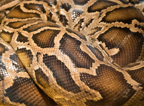 Fototapeta Brown snake skin