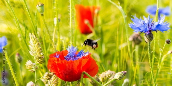 Obraz Mohnblume mit einer Hummel
