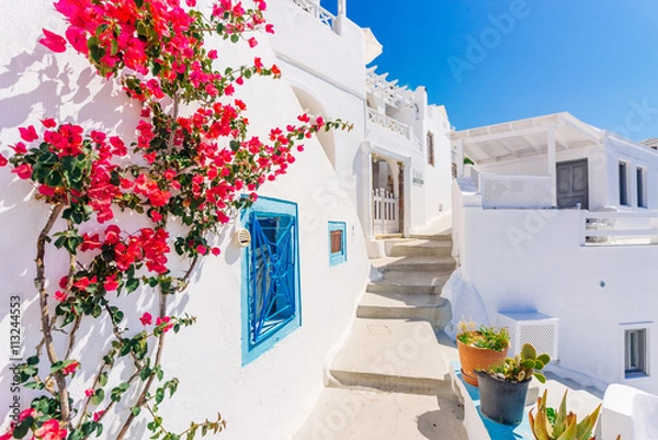 Obraz Tradycyjna cykladowa bielona ulica z kwitnącymi bugenwillami w lecie, Santorini, Grecja