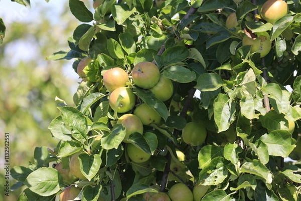 Fototapeta apples on tree