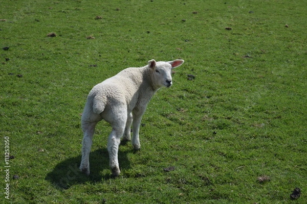 Obraz Lamb in Edale