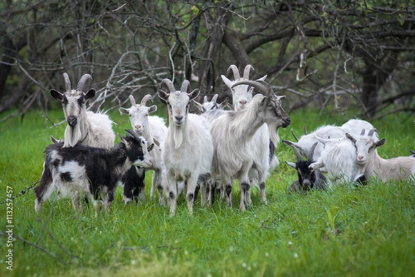 Obraz Image of domestic goat close up