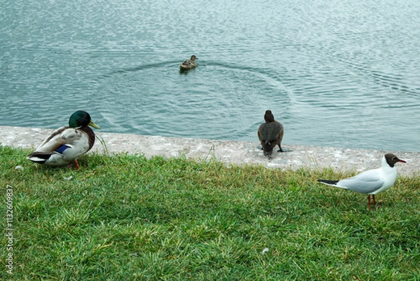 Fototapeta three ducks and one seagull on the lawn near a pond in the park