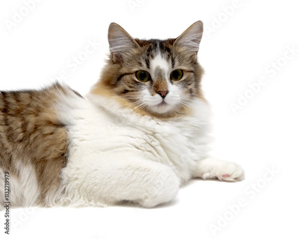Obraz Fluffy cat on a white background