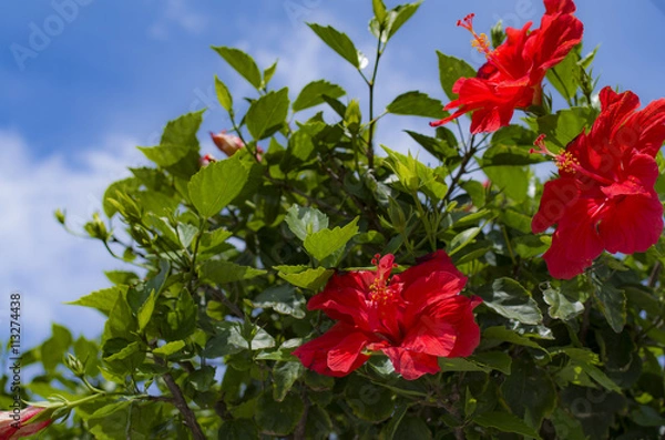 Obraz ハイビスカスと青空