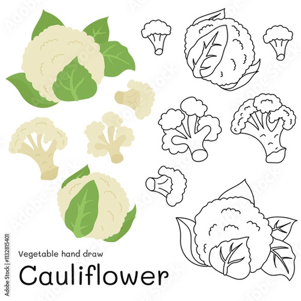 Obraz Cauliflower doodle vegetable hand drawn outline and colors for kid, Package, labels Design element. Vector illustration
