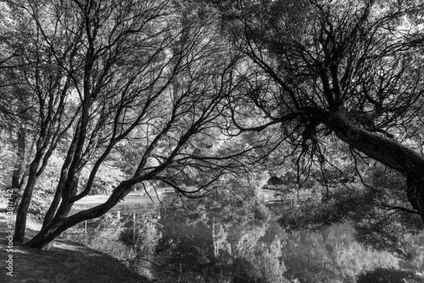 Fototapeta Trees, branches, reflections in a pond, contrasting black and white background