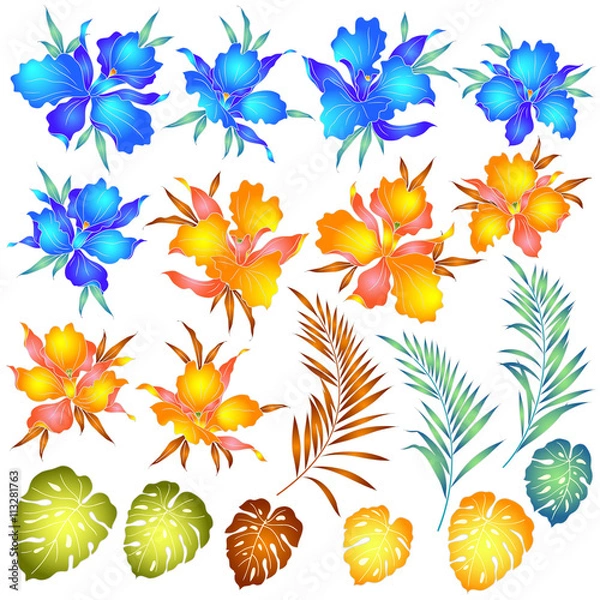 Fototapeta カトレアのイラスト